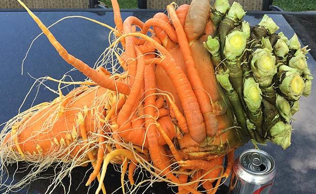 world record heaviest carrot