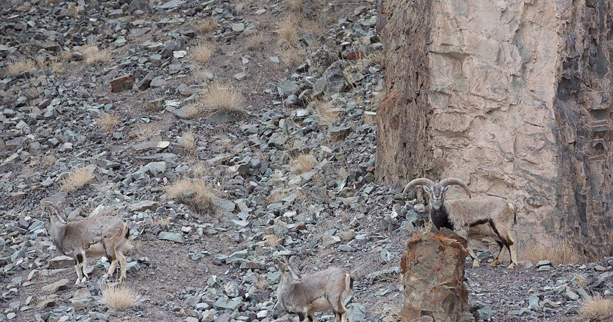 Can You Spot the Snow Leopard Hidden in This Photo?