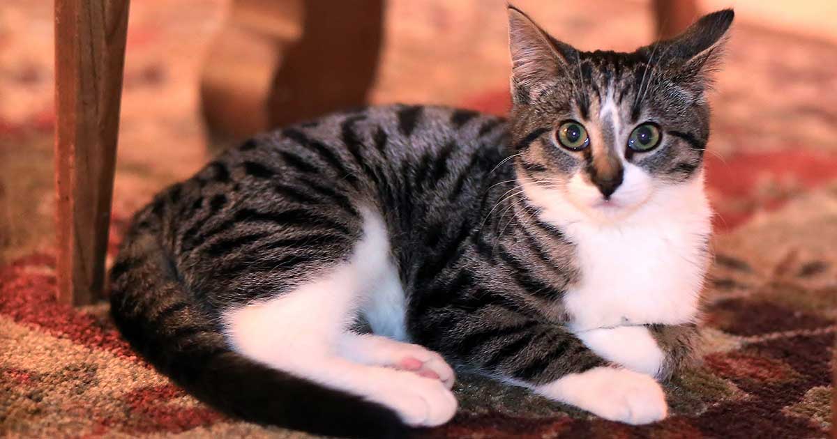Popular Cat Breeds These Are The Cats To Look Out For In 2018