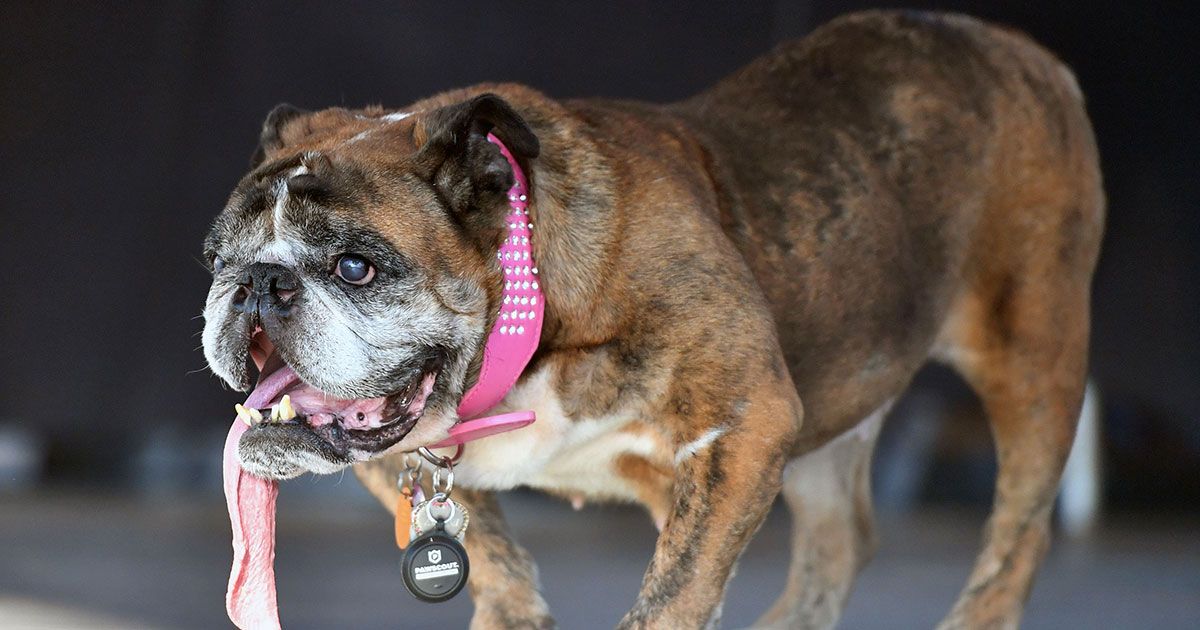 World's Ugliest Dog English Bulldog Zsa Zsa Named the