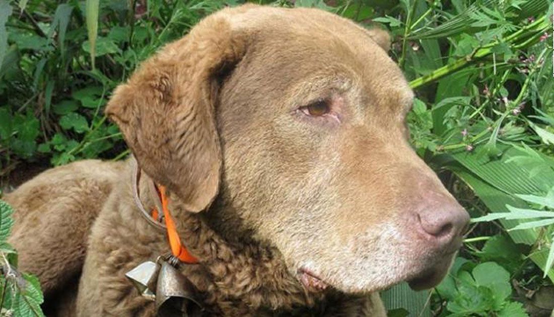 conservation biologist dog