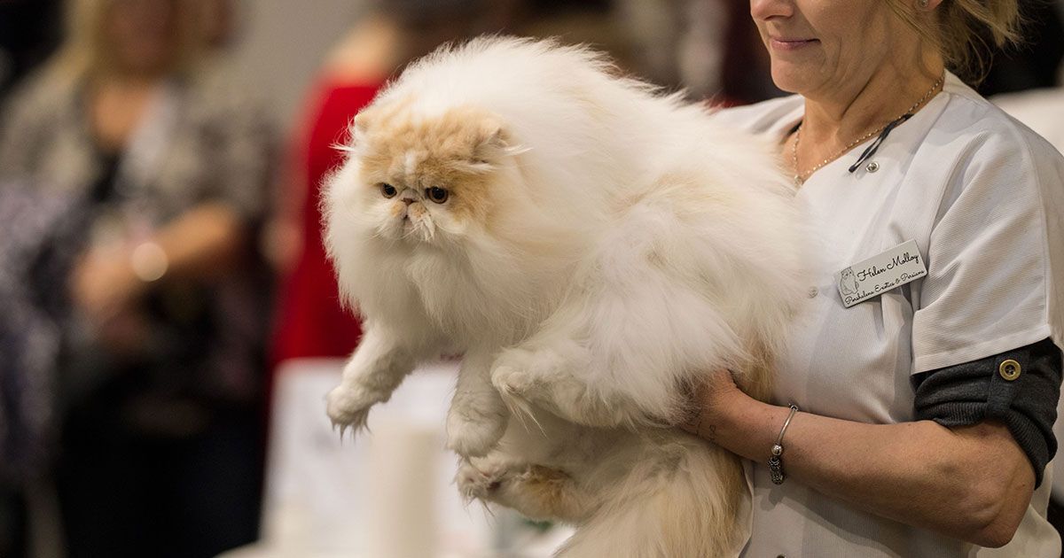 Giant House Cats That Definitely Aren T Little Kittens Anymore