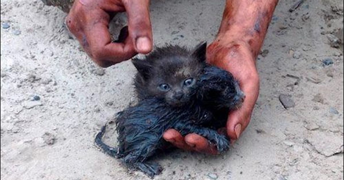 Kittens Rescued From Oil Spill by Heroic Man in Russia