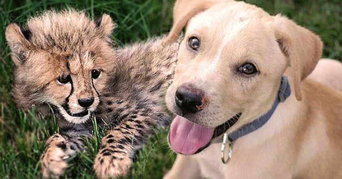 Puppy Cheetah Friendship: Puppy, Cheetah Cub Form Special Bond