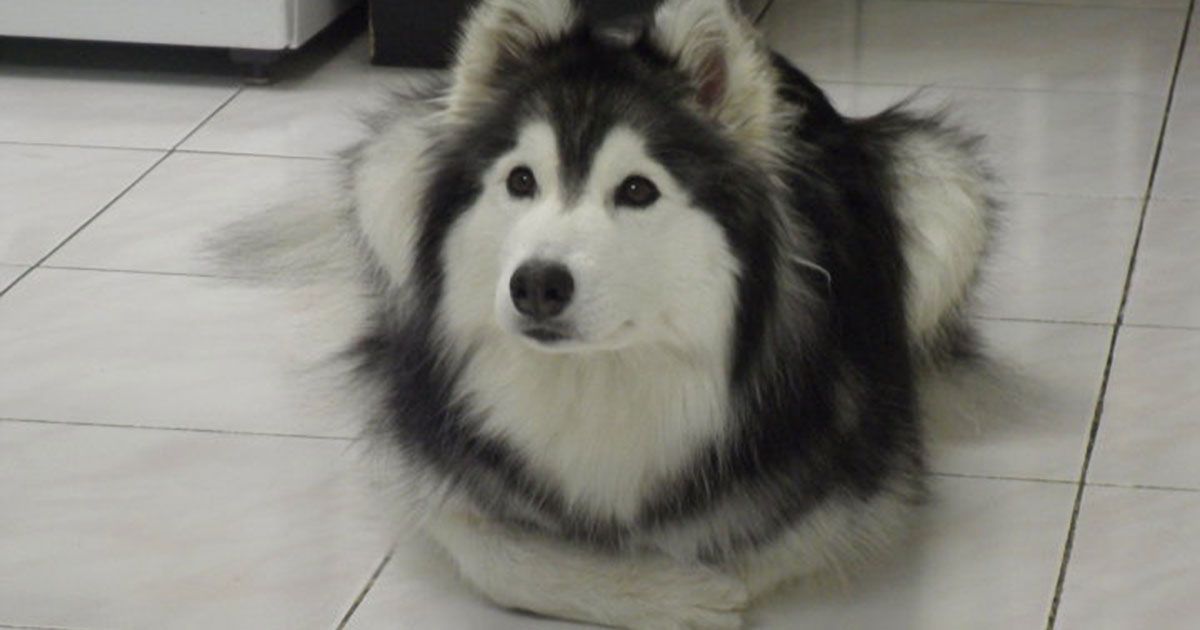 Husky Raised By Cats Adorable Husky Thinks It S One Of The House Cats