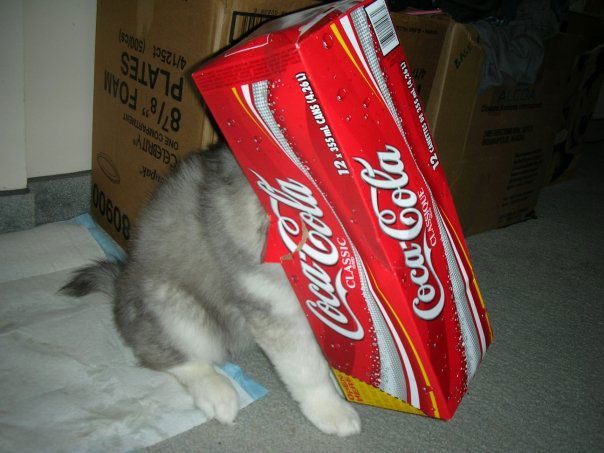 Husky Raised By Cats Adorable Husky Thinks It S One Of The House Cats