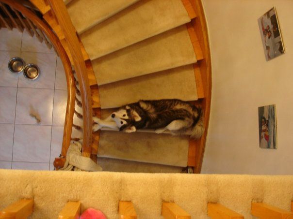 Husky Raised By Cats Adorable Husky Thinks It S One Of The House Cats