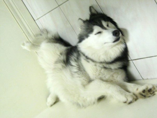 Husky Raised By Cats Adorable Husky Thinks It S One Of The House Cats