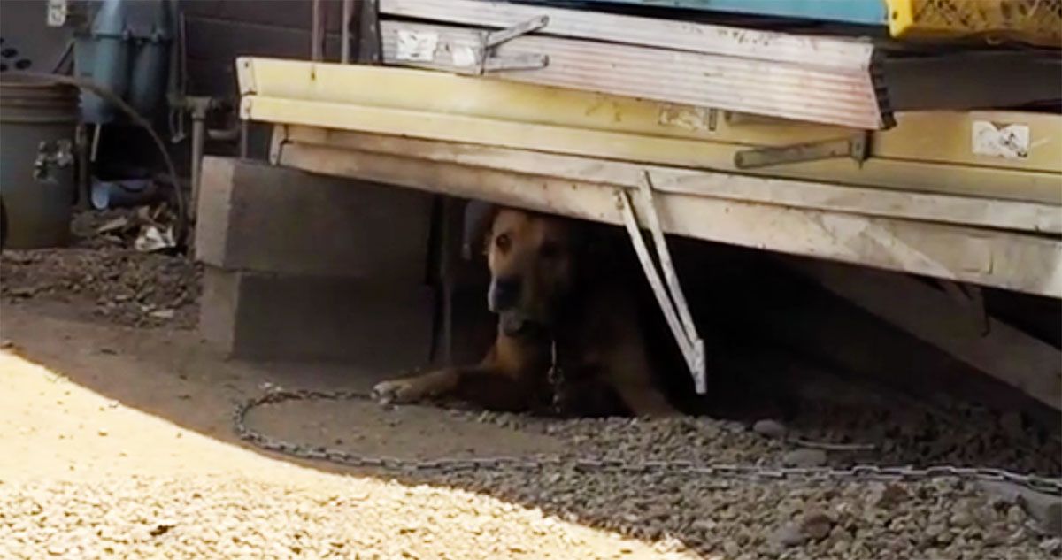 Chainedup Dog Rescued and Finds New Loving Forever Home